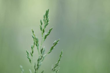 Bahçedeki yeşil çimenler bulanık bir ormanın arka planında, yakın plan -