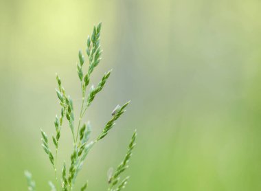 yeşil bitki, doğa ve bitki