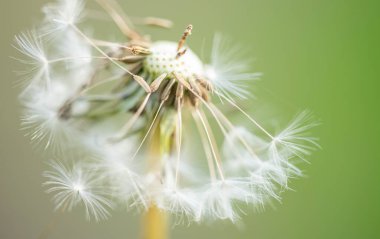 Karahindiba tarlada, yaklaş.