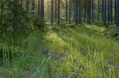 Sabah güzel bir orman manzarası.