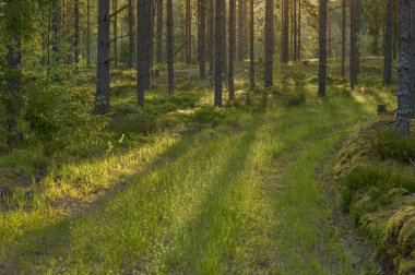 Ormanda güzel bir gün batımı