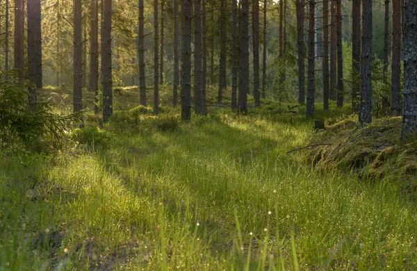 Çam ormanında sabah güneşi.