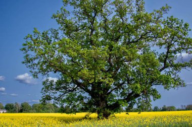 Sarı tecavüz ağacı ve tarlası
