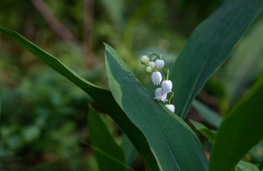 Bahçede beyaz çiçekler