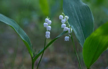 Vadinin beyaz zambak çiçeği.