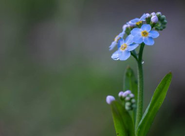 Açık havada yetişen güzel çiçeklerin kapatılması, gündüz konsepti.