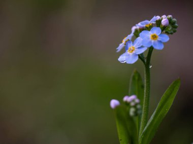 Bahçedeki güzel çiçekler