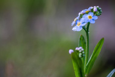 Unut beni bahçede çiçek