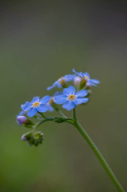 Bahçedeki güzel mavi çiçekler
