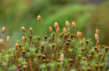 yeşil bitkiler tarlada