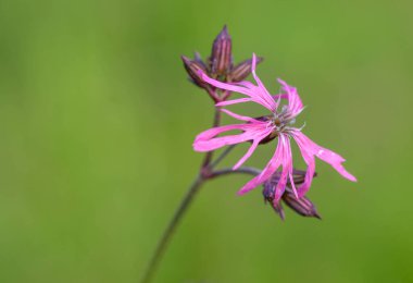 Bahçedeki güzel pembe çiçek