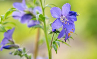 Baharda bahçede güzel mavi çiçekler.