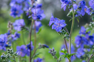 Bahçede yeşil arka planda mavi çiçek. Kapat - kapat