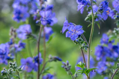 Ormanda mavi çan çiçeği