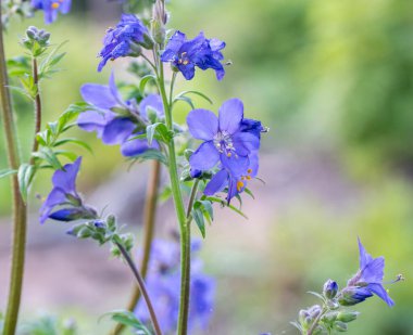 Bahçedeki güzel çiçekler