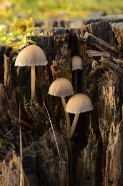 orman içinde büyüyen mantar