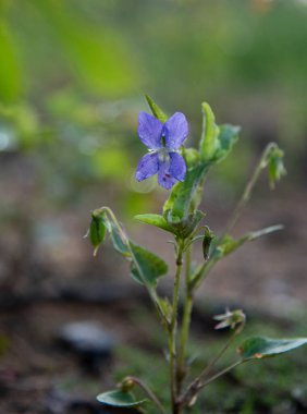 Bahçedeki güzel çiçekler