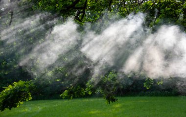 Ağaçlardan duman çıkıyor.