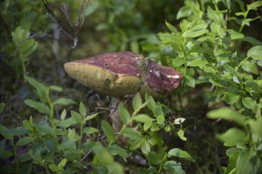 wild mushroom growing in the forest
