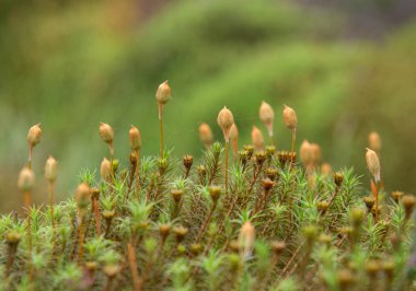 Ormanda güzel çiçekler