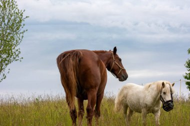 Atlar tarlada otluyor.