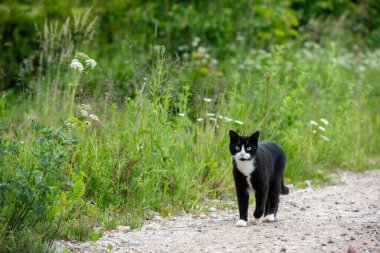 Bahçedeki kara kedi