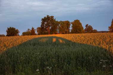 Buğday tarlasında gün batımı
