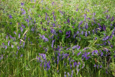 Bahçedeki güzel çiçekler
