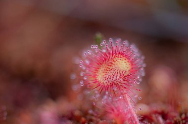 Bataklıkta güzel çiçekler - yuvarlak yapraklı Sundew Drosera rotundifolia