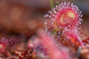 Bataklıkta güzel çiçekler - yuvarlak yapraklı Sundew Drosera rotundifolia