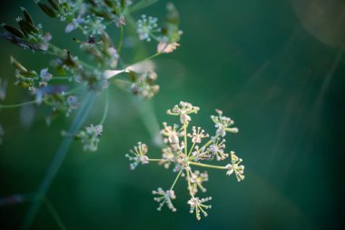 Güzel kır çiçeklerinin manzarasını kapat.