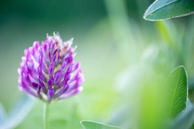 Renkli çiçeklerin arkaplan resmi