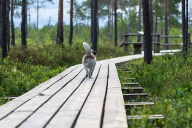 Beyaz köpek ormanda yürüyor.
