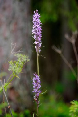Erkek guguk kuşu (Orchis mascula L.) ormanın kenarında çiçek açar.