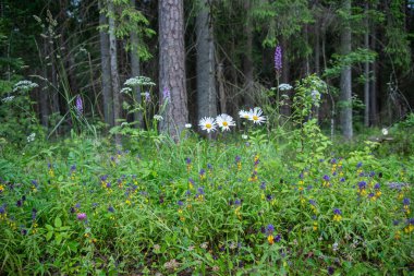 Orman çayırında güzel yaz çiçekleri.