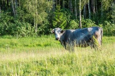 Yazın çimenlerin üzerinde bir inek