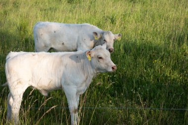 Yeşil çayırdaki inek..