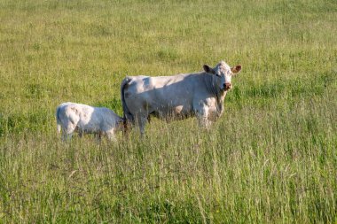 Güneşli bir günde yeşil tarlada otlayan beyaz inekler.
