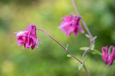Bahçedeki klematis bitkisinin güzel pembe çiçeği