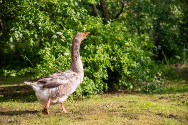 Kaz yeşil çimlerin üzerinde