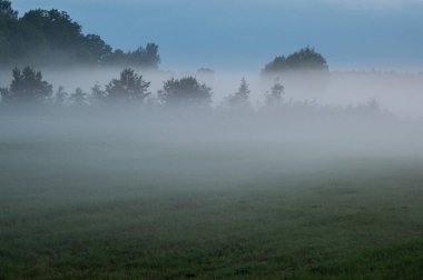 Sabahleyin ormanda sis var.