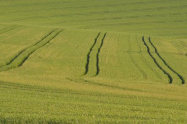 Güzel botanik fotoğrafı, doğal duvar kağıdı.