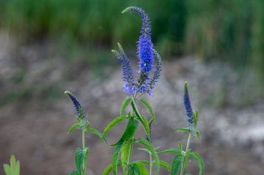 Bahçedeki güzel çiçekler