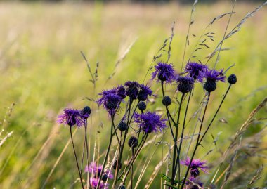 Kapalı - çimlerin üzerinde mor bir çiçek.