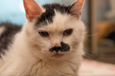 Beyaz gözlü bir kedi..