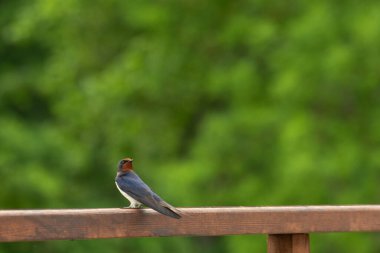 Mavi kuş - Hirundo rustica (L) parkta çitin üzerinde