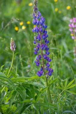 Bahçedeki güzel çiçekler