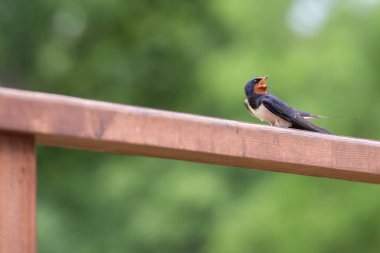 Bir kuşun yakın çekimi.