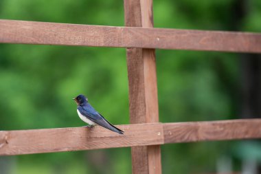 Çitin her zaman sınırı olduğunu
