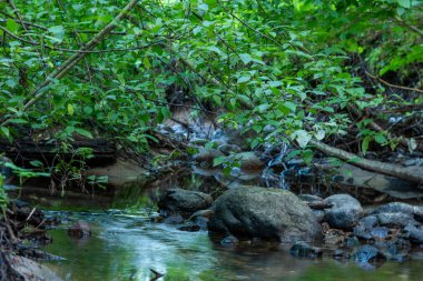 Ormanda güzel bir şelale